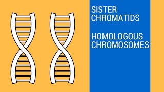 Sister chromatids and Homologous Chromosomes [upl. by Ahseel405]