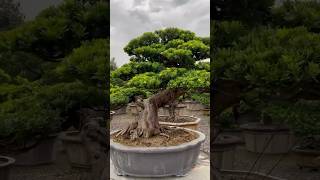 超大型盆栽maintenancepruning for podocarpus Podocarpus 晶鑽羅漢松 [upl. by Ttekcirc181]