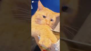 Cat and catnip😂😂😂funnypet catvideos [upl. by Eyram]