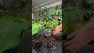 Anthurium Plowmanii Repot [upl. by Idyak432]