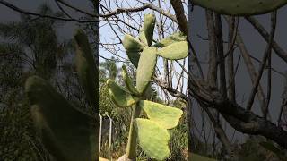 Figo da Índia Palma de Gado  Opuntia Ficus Indica alegriaverdetina shorts [upl. by Annayat]