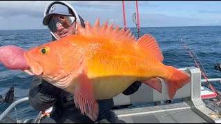 Giant PACIFIC YELLOWEYE Icy COHO Sea Lion Attack [upl. by Htide]