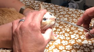 Gigantic pulsating parasite extracted from 8weekold kitten [upl. by Ellives]