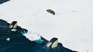 Incredible Orca Hunt  Frozen Planet II  BBC Earth [upl. by Llyrpa457]