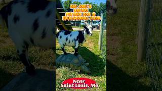 Big Joels Safari Petting Zoo amp Educational Park missouri shortvideo youtubeshorts shorts [upl. by Ahsenid]