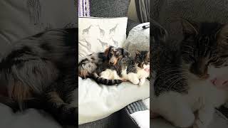 Cats and dogs can be best friends 🥺 cat dog catsanddogs dachshund youtubeshorts bestie [upl. by Adnilg]