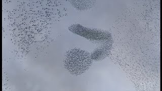 Dazzling murmuration of starlings again here in Rome in Italy this day 6 [upl. by Flavia]