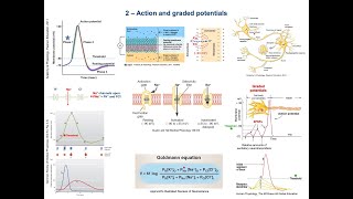 From EPSPsIPSPs to neuron action potential amp coding Steps Concepts amp Mechanisms [upl. by Bohun196]