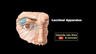 Lacrimal Apparatus  Components Features Structure with its Blood amp Nerve supply [upl. by Yaniv]