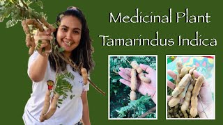 Health Benefits of Tamarind Tamarindus Indica  A Brief Introduction to Its Many Medical Uses [upl. by Lashoh622]