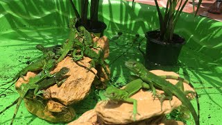 Baby Iguana Mini Pool Pond Catching Hatchling Iguanas In Florida [upl. by Noemys204]