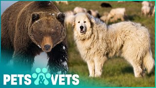 Huge Sheepdogs Protect Flocks From Brown Bears  Dogs with Jobs  Pets amp Vets [upl. by Hajar]