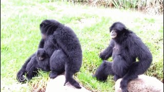 Siamang Apes go Wild [upl. by Jochebed]