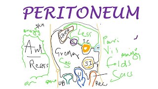 Chp18  PERITONEUM Basic Concepts  BDC Vol2  Abdomen Anatomy  Dr Asif Lectures [upl. by Ellivro]