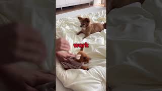 Dogs Hilarious Reaction to Toy Dog Prank 😂 [upl. by Penoyer]