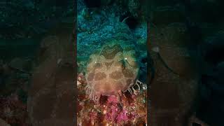 The Ultimate Underwater Ninja Meet the Wobbegong Shark with a Secret 🥷🦈 shorts marinelife [upl. by Hacker]