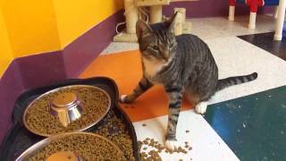 Sailor a cerebellar hypoplasia cat eats lunch [upl. by Suolevram]