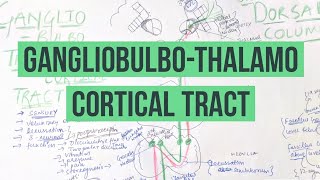 GANGLIOBULBOTHALAMO CORTICAL TRACTASCENDING TRACT DORSAL COLUMNS [upl. by Porter188]