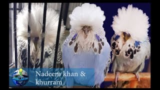 Exhibition Budgies Nadeem Khan amp Khurram  Pakistan  2019  Aviary Visit 🌍Budgie Planet [upl. by Ralleigh]