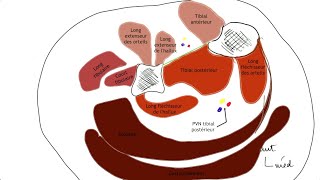 Myologie de la jambe loge Post plan profond [upl. by Wivinia189]