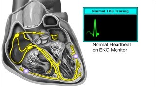 How the Heart Works  Electrical System of the Heart Animation  Cardiac Conduction Video  ECG [upl. by Nairde452]