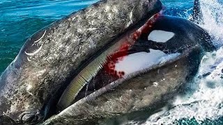 10 Times Sea Animals Messed with the Wrong Opponent [upl. by Leroy284]