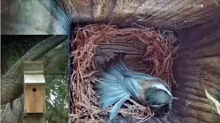 Fight between nestbuilding chestnutbacked chickadee and an interloping bird [upl. by Griggs]