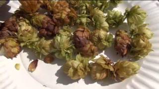 ⟹ NUGGET HOPS  Humulus lupulus  gathered the hops flowers [upl. by Sheeran]