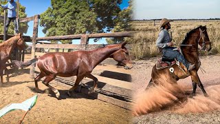 Apartando a tropa pra domar 🏇🏿🐎 [upl. by Honor14]