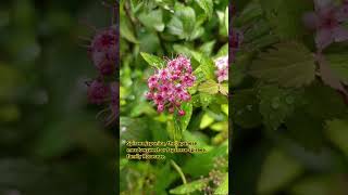 Spiraea japonica 🌼🌹 🌺 🌸 flowers kashmirblossoms kashmiribeauty flowerplant mughalgardens [upl. by Ishmael274]