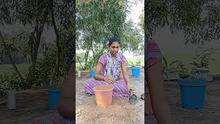 Aster plant care all details শীতের ফুল এস্টার এস্টার অ্যাস্টার esterplant asterplant [upl. by Wardle]