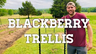 💥 DIRT CHEAP Blackberry Trellis Using TPosts 💰 [upl. by Tut]