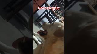 New born babys doglover cute spitzpuppy [upl. by Atsillac]