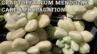 Graptopetalum Mendozae Care amp Propagation [upl. by Gaye]