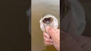 Nice snook Full video out now fishing tarpon fish snook snookfishing [upl. by Tisha134]