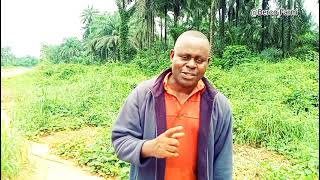 Making 10 million Naira from Malaysian Supergene Oil Palm Investment in A Year [upl. by Narmi]