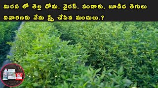 మిరప తోటలో తెల్లదోమ పచ్చదోమ పైslr 525 insecticidenagarjuna index fungicideSLR525White flythrips [upl. by Ladew]