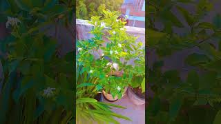 Harsingar plantyoutubeshorts flowers plantslover garden shortsviral [upl. by Ettezus]