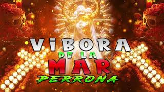 VIBORA DE LA MAR PERRONA  BANDA LA REYNA DE MEXICO [upl. by Noloc]