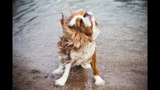 Syringomyelia symptoms in Cavalier King Charles Spaniel [upl. by Gunnar439]