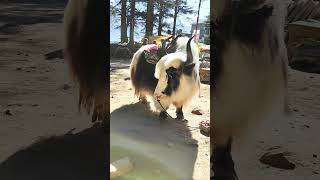 Yak In Mountains ❤️❤️ nature himachal ytshorts shorts youtubeshorts [upl. by Oeram770]