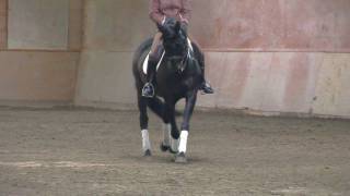 Dressage Horse For Sale  THEODORE [upl. by Egiap]