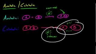 Biology Lecture  28  Anabolic and Catabolic Reactions [upl. by Einitsed]