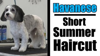 Havanese Grooming  Short Haircut Tutorial [upl. by Chivers]