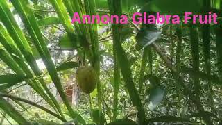 Annona Glabra Fruits Pond Apples [upl. by Samled]