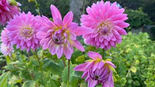 Sequoia park dahlia tour with music end of September [upl. by Reggis]