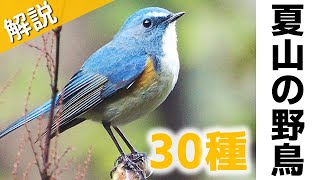 解説！夏山で見る鳥30種【鳴き声】＜登山×野鳥図鑑＞ [upl. by Neenwahs]