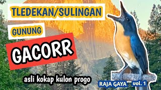 tledekansulingan gunung gacor Raja Gaya vol 1 [upl. by Rudelson]