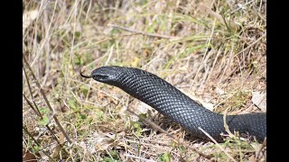 Blue Mountains Snakes [upl. by Sonitnatsnoc]