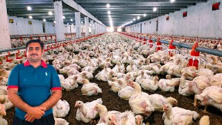 Control shed Broiler Chicken Day 27  broiler chicken poultry farming  MAmin Hamid Dar [upl. by Aicirtal]